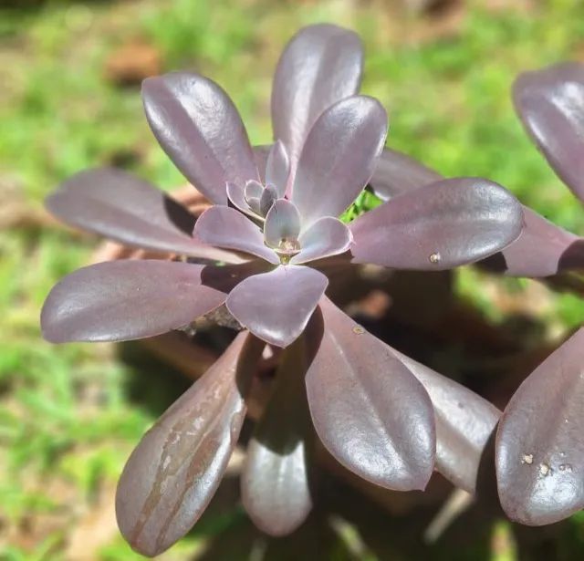 Suculenta Echeveria Gibbiflora Hibrida Roxa - Foto 2