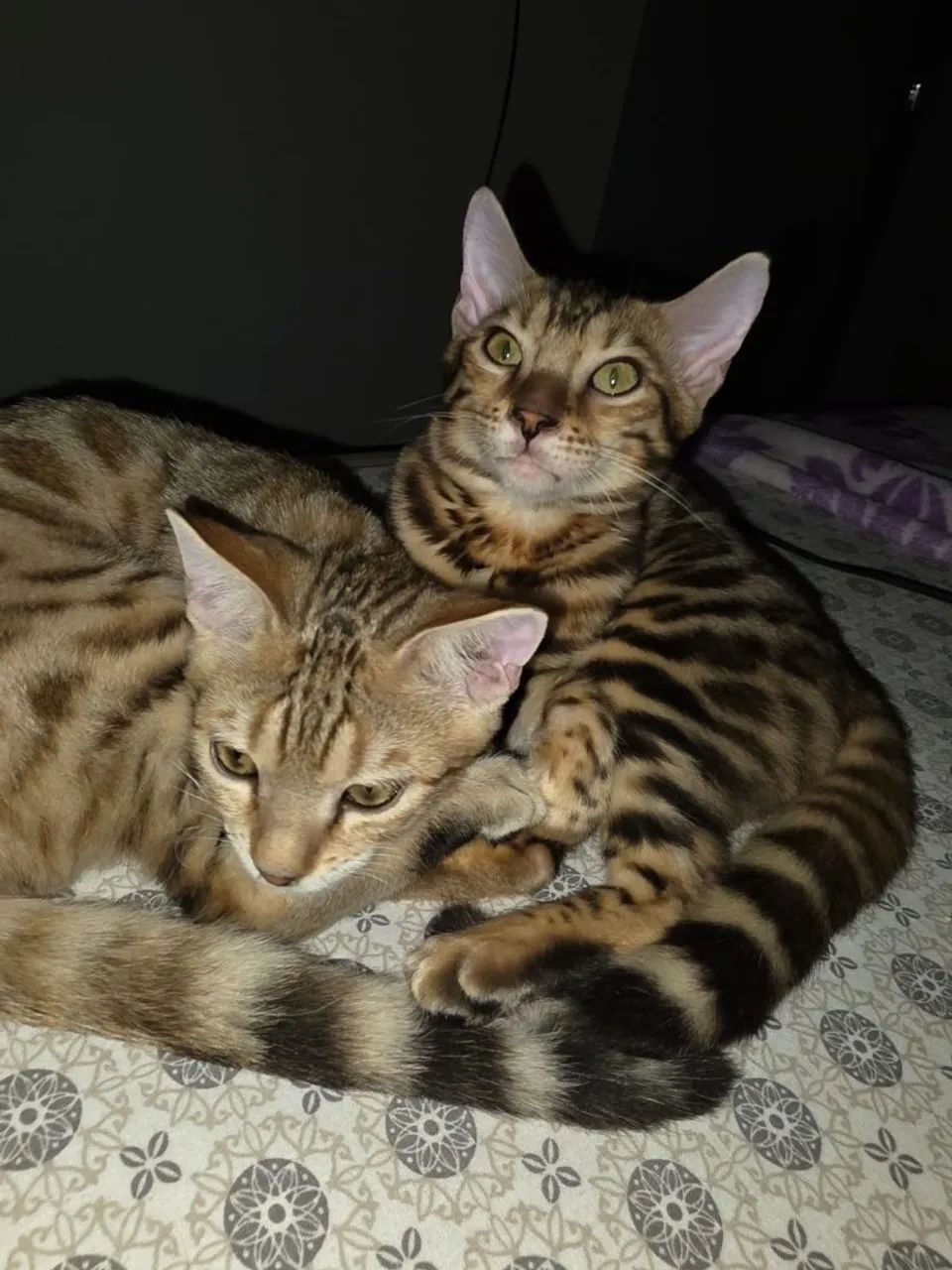 Dois Gatinhos Bengala - Lindos e Brincalhões