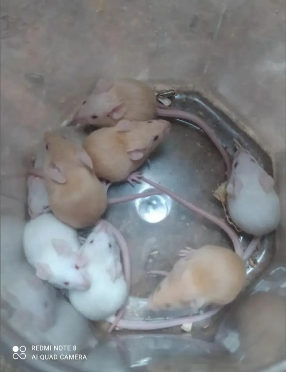 Camundongos juvenil