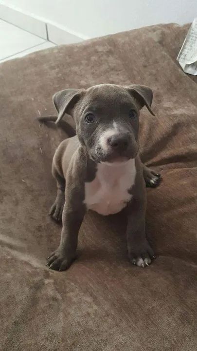 American Bully Filhotes Fofos na Cor Cinza