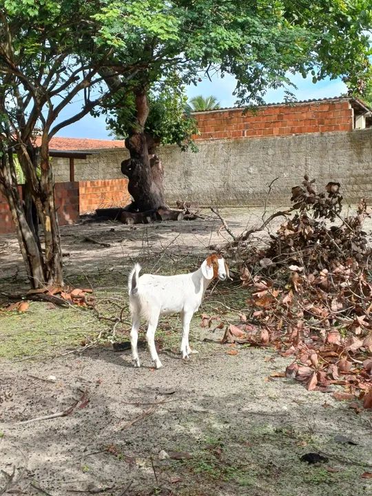 Cabra para venda