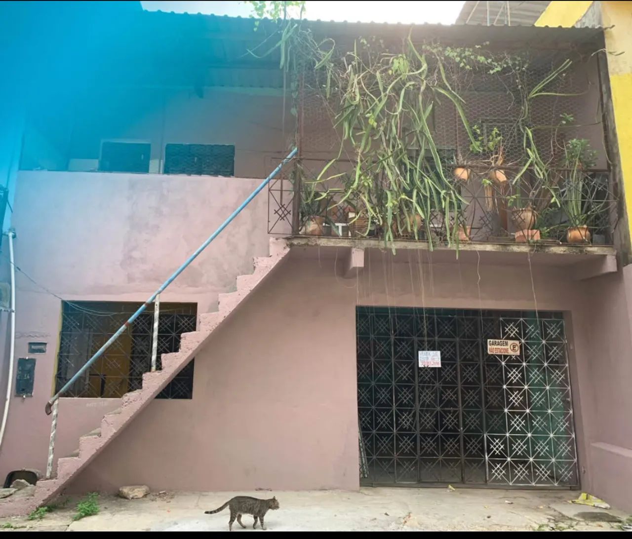 Foto - Manaus - Coroado