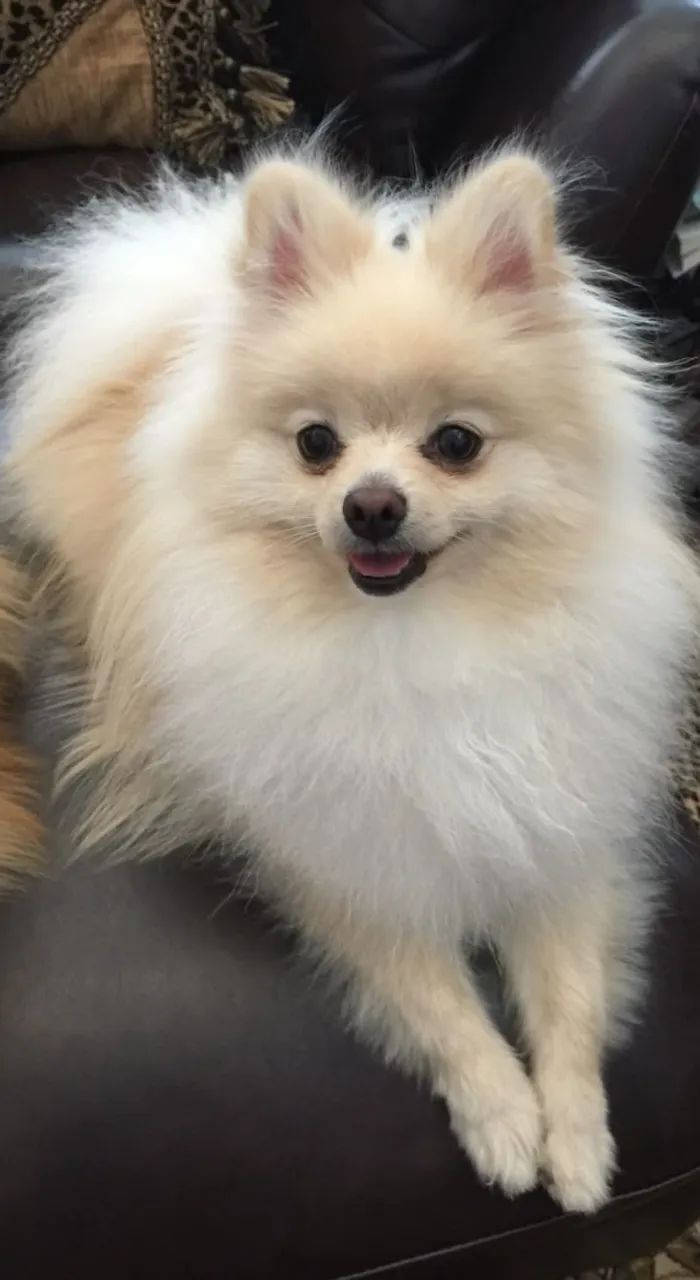 Cachorro lindo e educado Doação