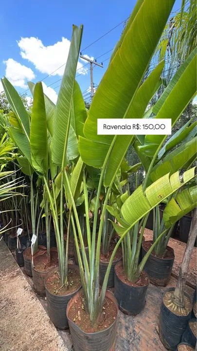 Mudas de Ravenala 