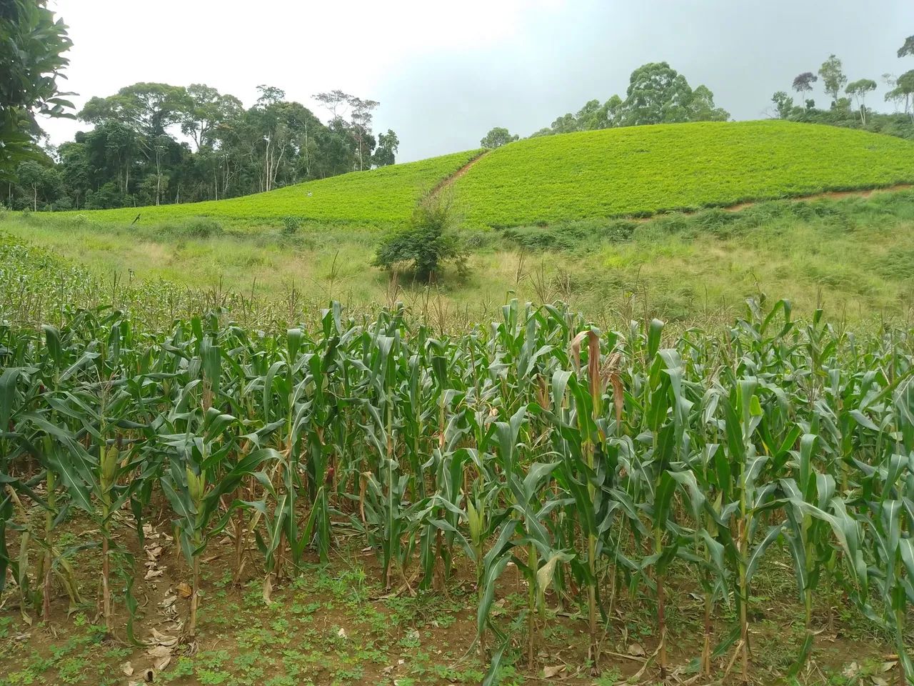 Sítio pedras azul 4 alqueires  - Foto 5
