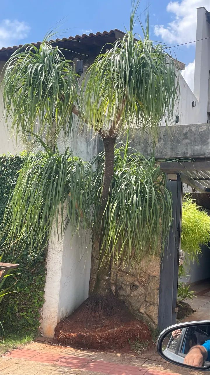 Planta Pata de Elefante Grande 3metros - Foto 2