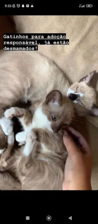 Doa-se gatos  - Foto 4