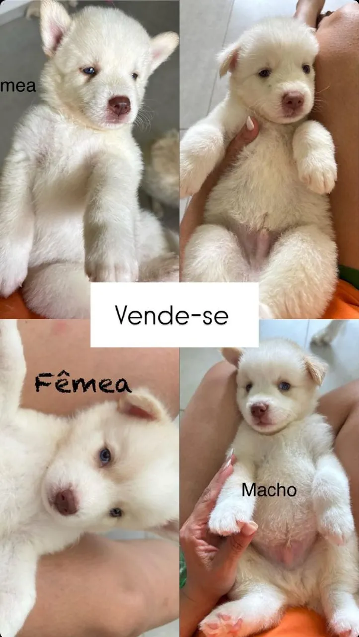 Filhotes de Husky Siberiano para venda
