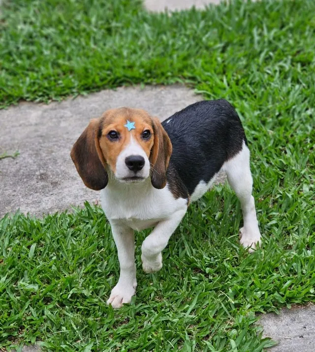 Beagle 13 Polegadas | Entrega em Maringá 11/04