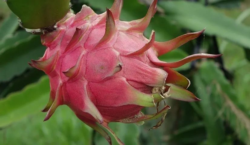 muda de pitaya red - Foto 2