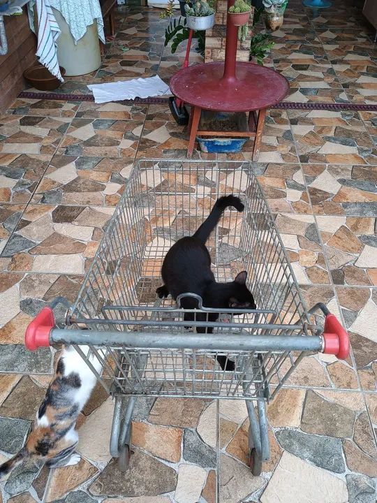 Carrinho de Compras Grande - Foto 5