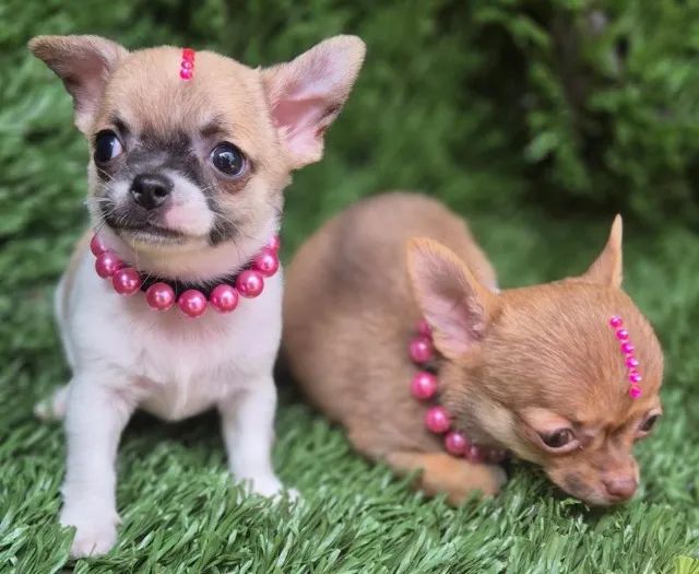 Chihuahua fêmea pelagem longa filhote com 53 dias vacinada e com pedigree- Alberto