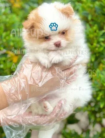 Filhotes pré selecionados. Os mais lindos e os menores cães do mundo. - Foto 3