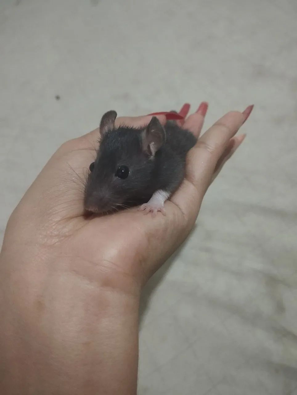 Rato Twister (Rato branco) - Foto 5