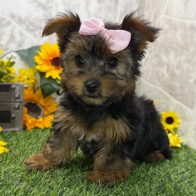 "Pequeno príncipe peludo buscando um trono no seu sofá (e no seu coração)! ? #Yorkshire