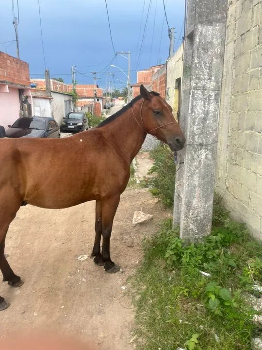 Vendo cavalo mangalarga top 