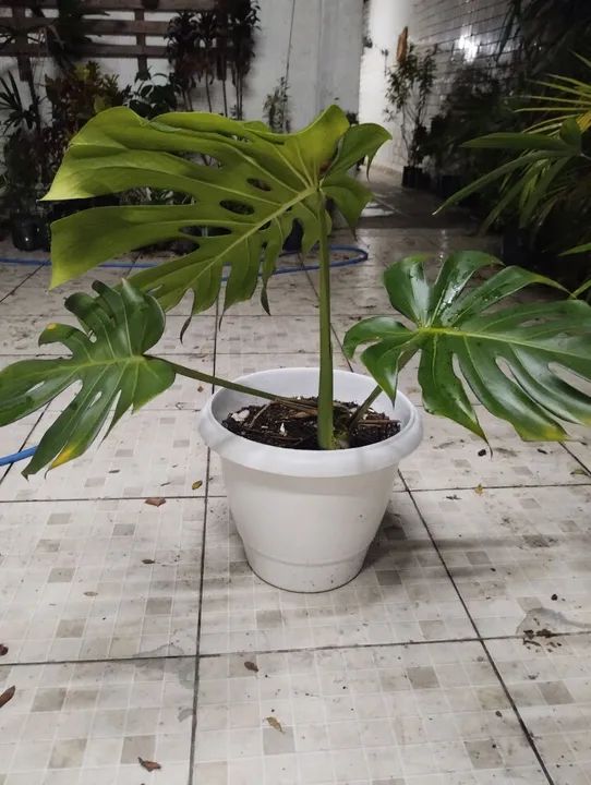 Plantas no Vaso - Foto 2