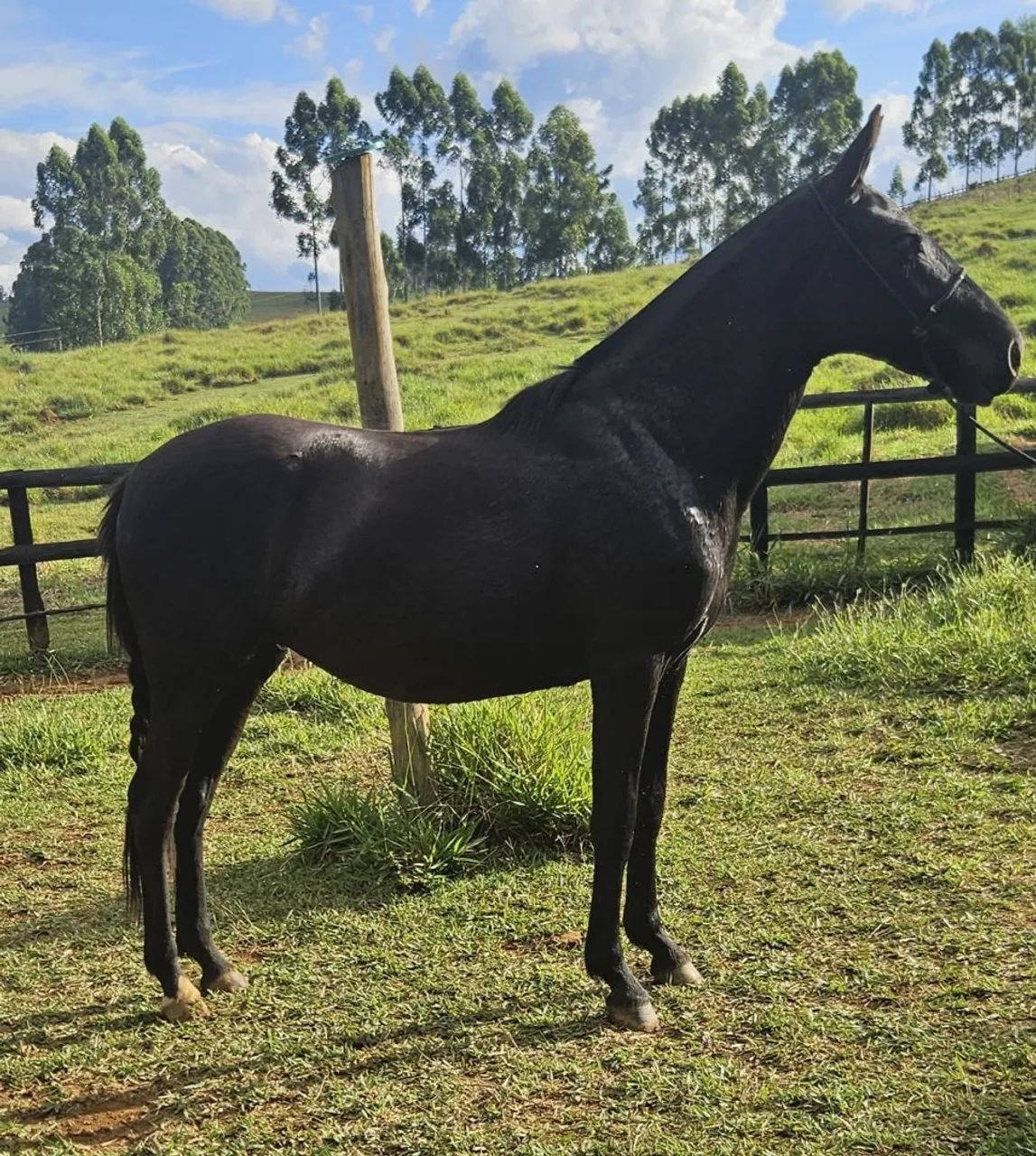 Égua Mangalarga Marchador (Registrada)