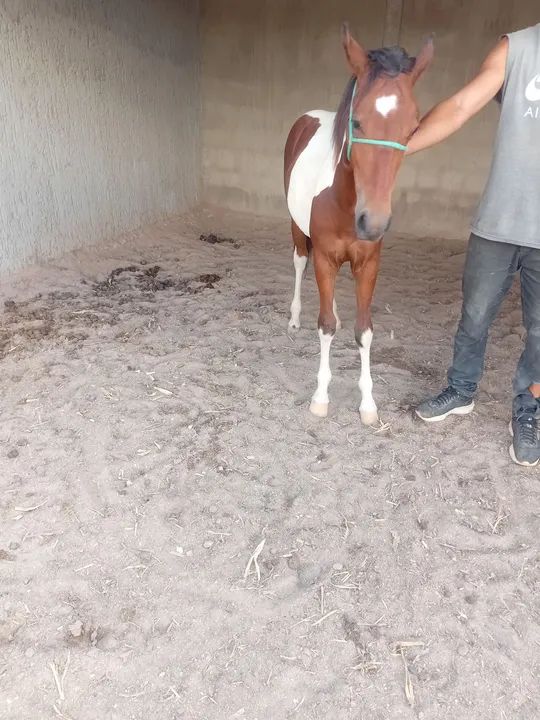 Cavalo mestiço,piquira com quarto de milha . - Foto 2
