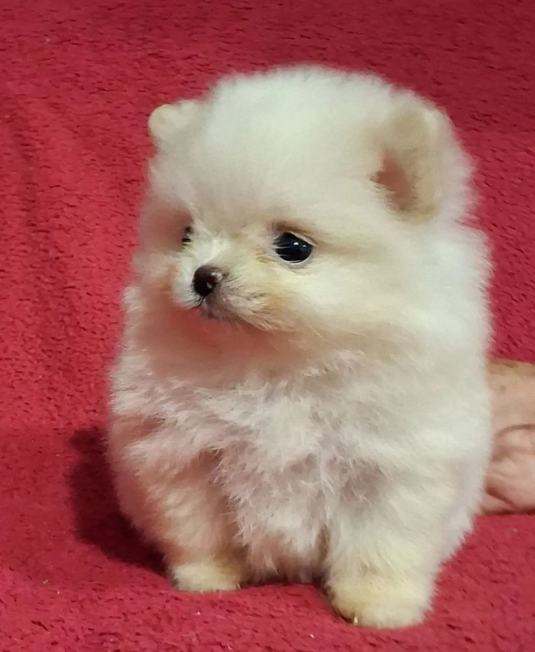 Lulu da Pomerânia Anão - Foto 2