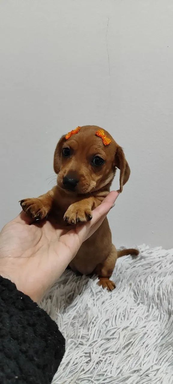 Basset fêmeas filhotes disponíveis cachorro  - Foto 4