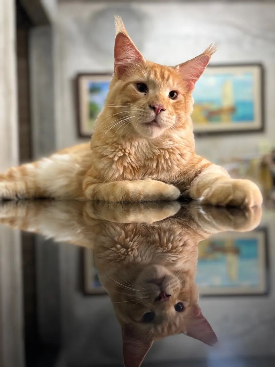 Gato Maine Coon - Filhote Macho