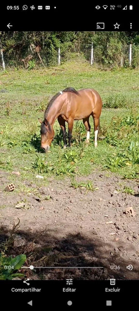 EGUA MANGA LARGA  - Foto 3