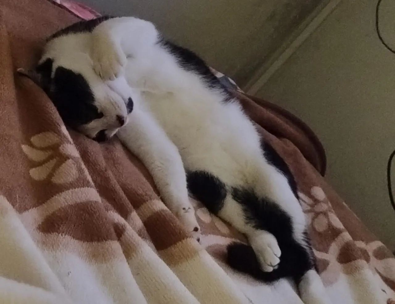 Doação de gato  - Foto 5