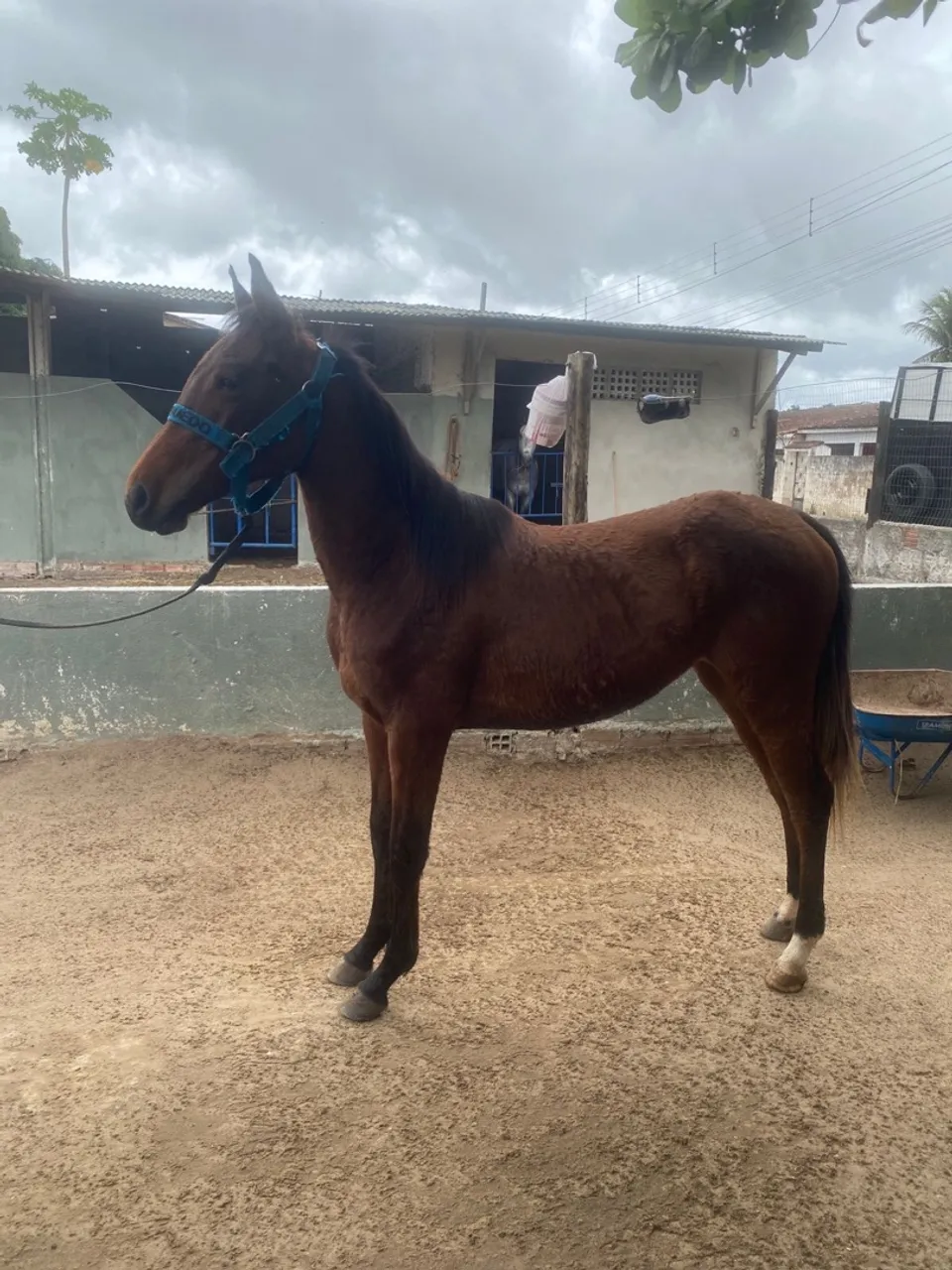 Cavalo para venda