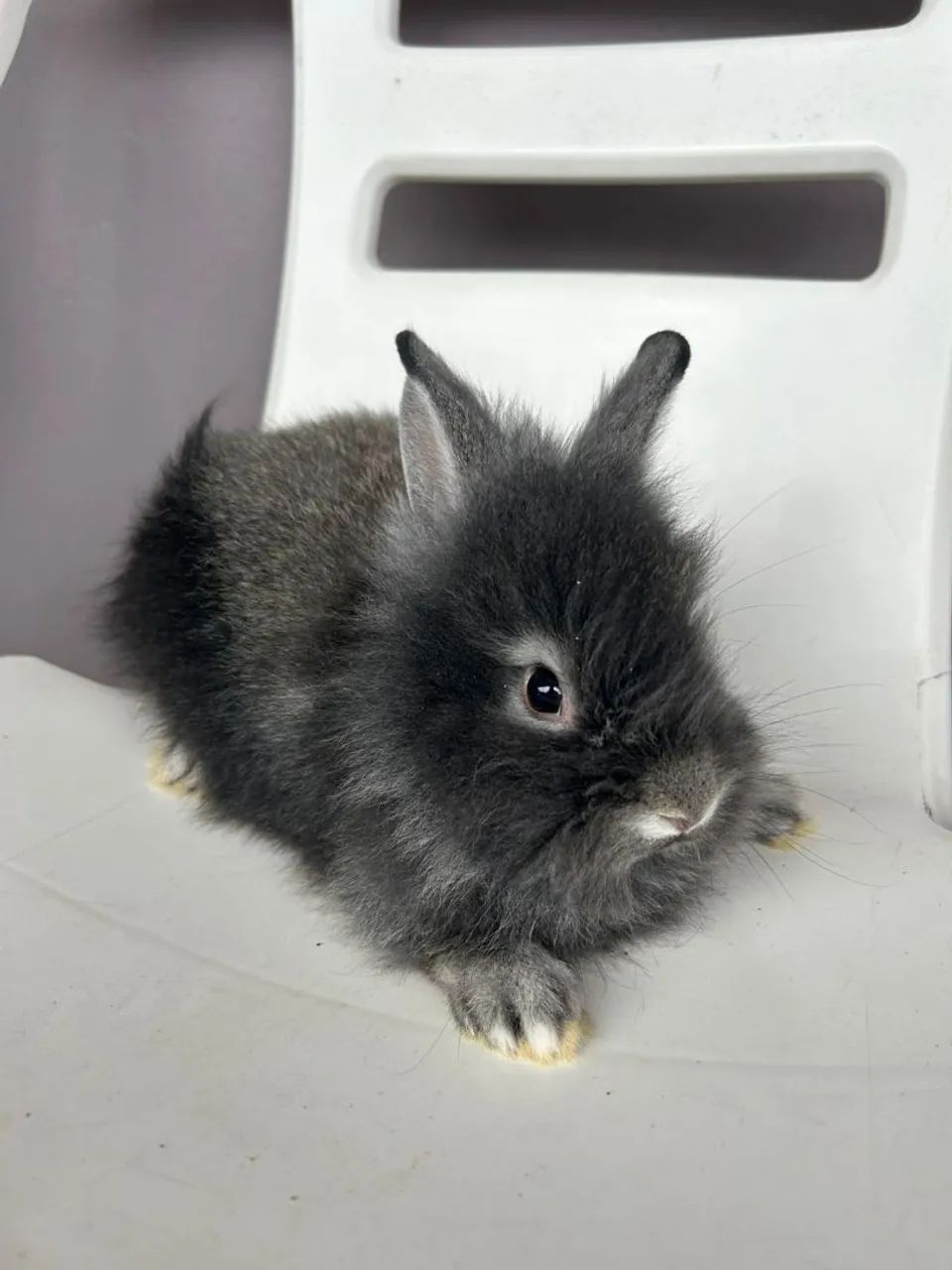 Coelhinhos  - Foto 5