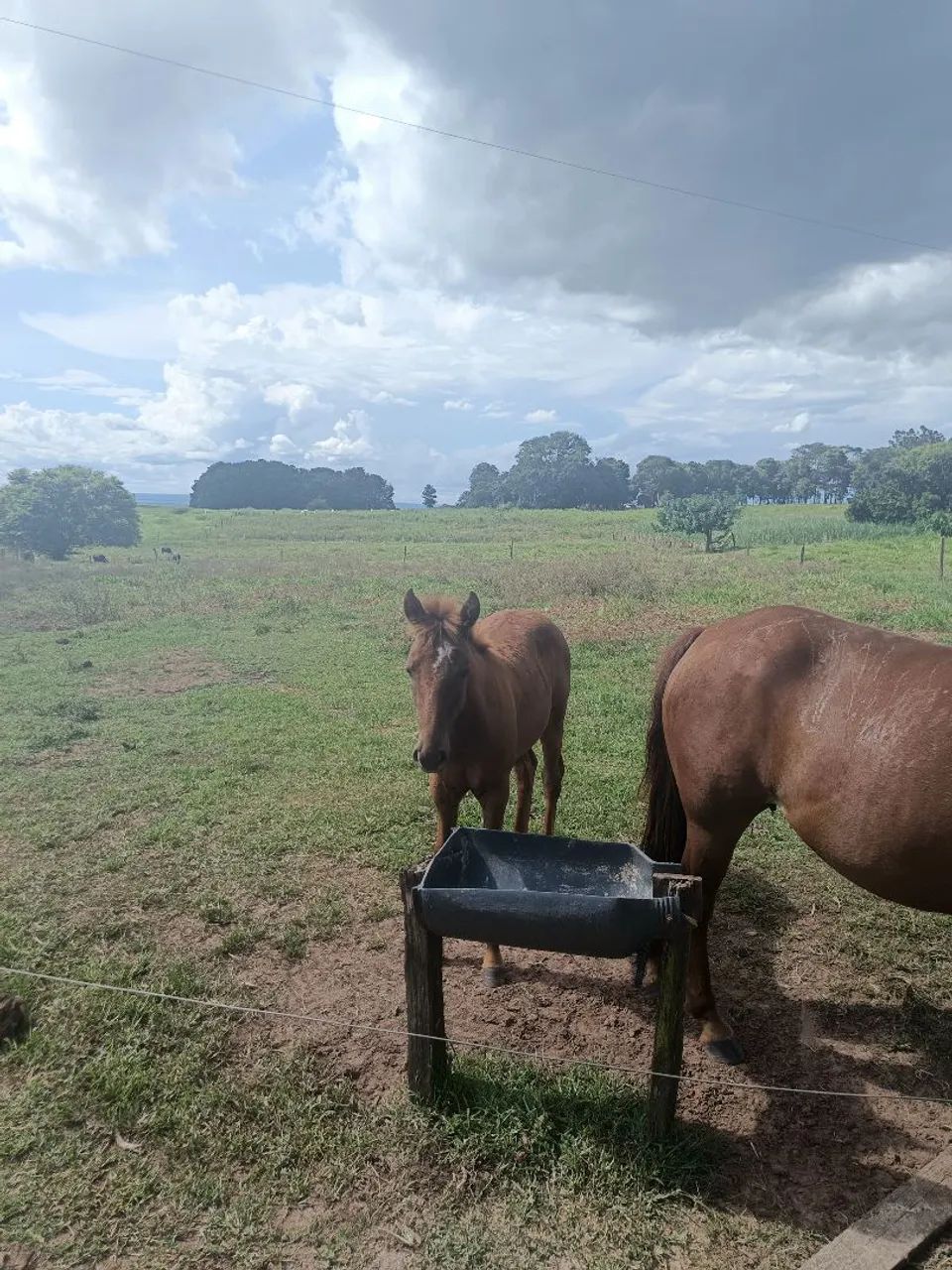 Dois cavalos para venda, Égua acompanhada  - Foto 3