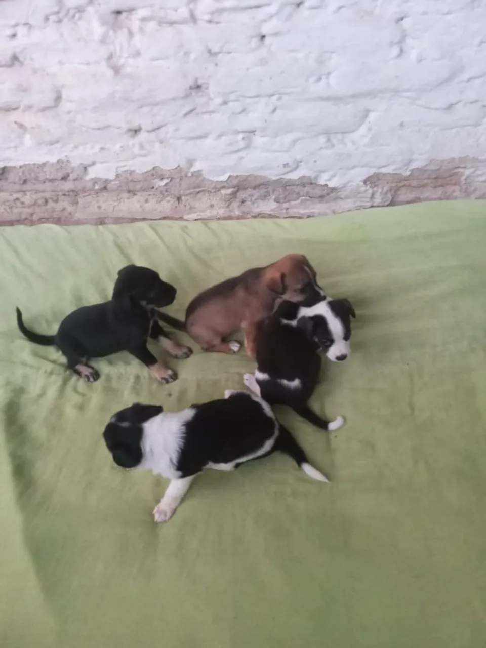 Doar cachorro