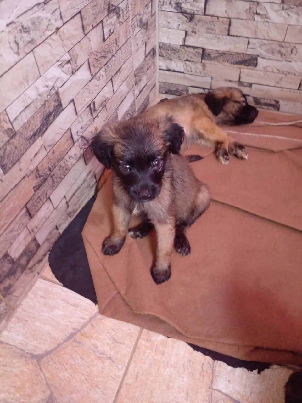 Filhotes de cachorro raça Markiesje com Golden  - Foto 2