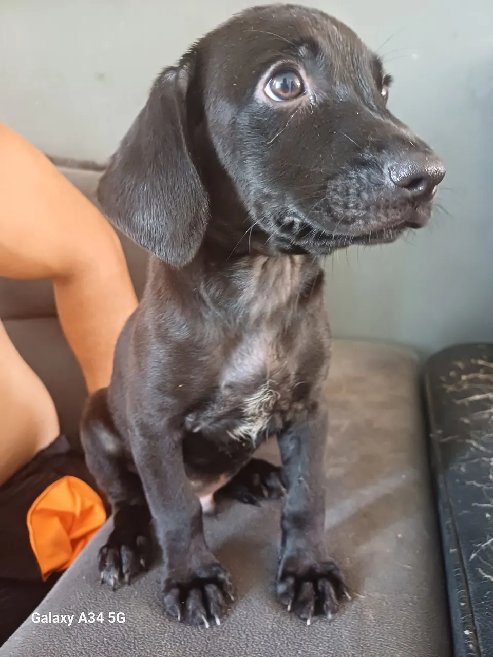 Doando filhote 2 meses macho
