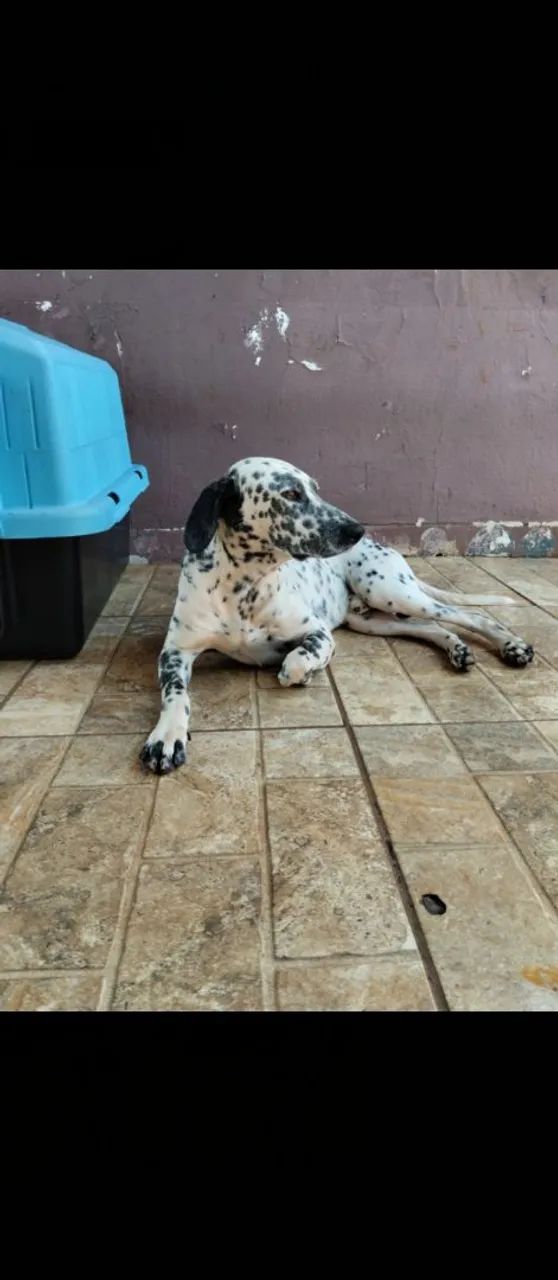  carinhoso e dócil muito companheiro. - Foto 2