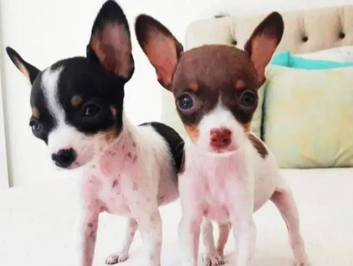 Pinscher macho próprio pra apartamento 