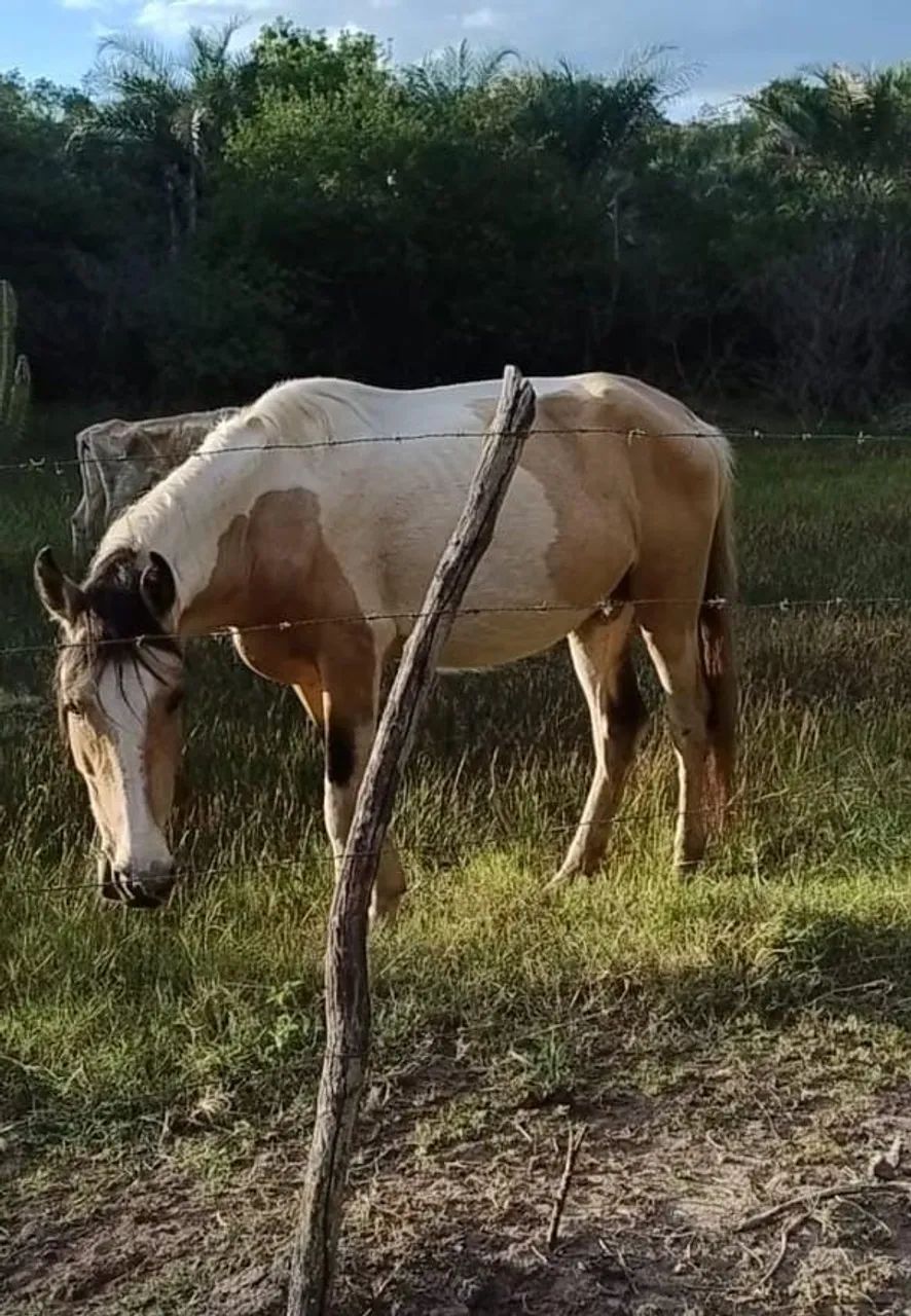 Garanhão Mangolino - Foto 4