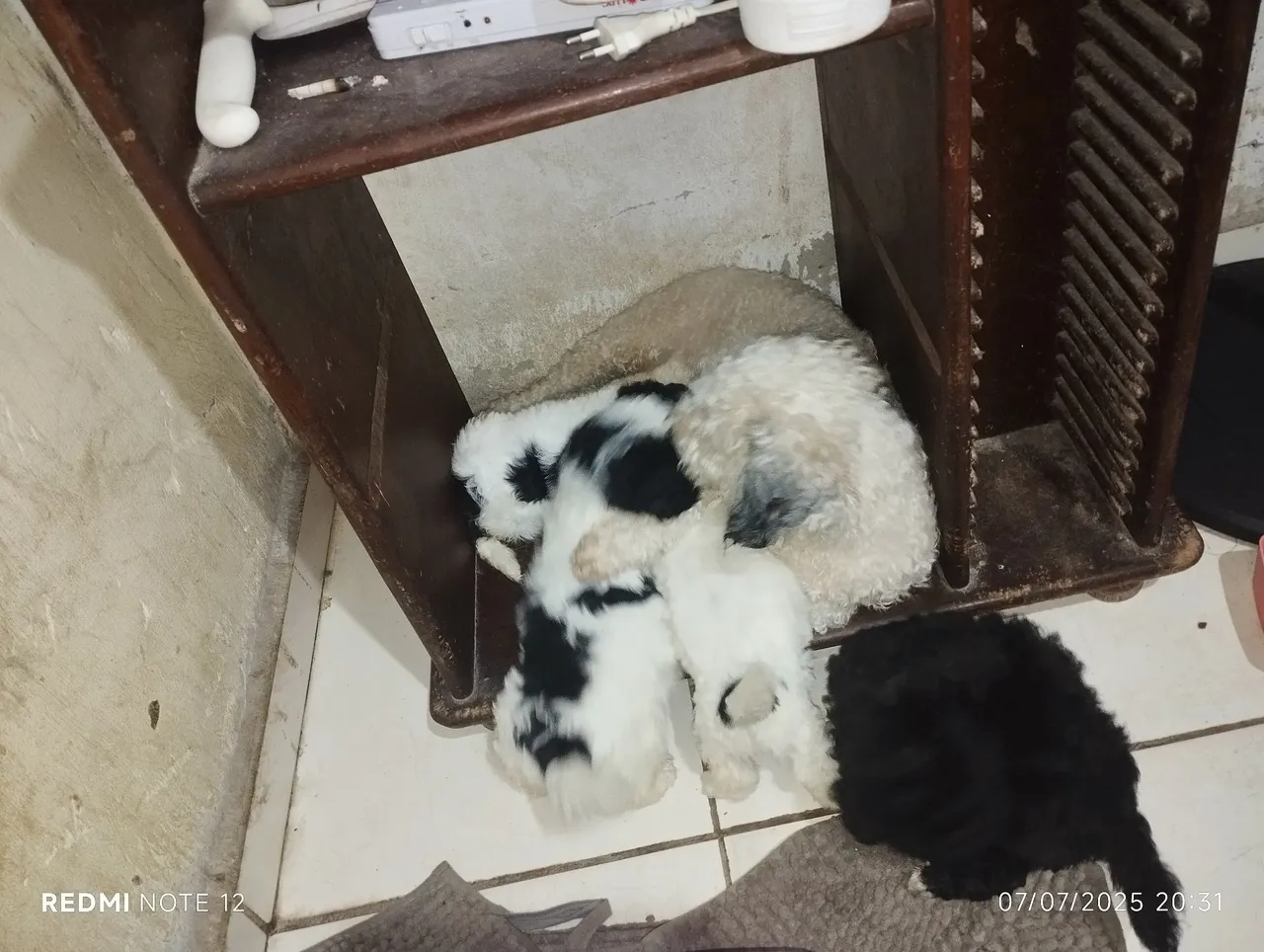Filhotes de Poodle disponíveis