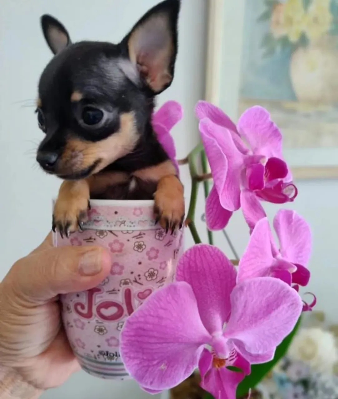 Pinscher fêmea