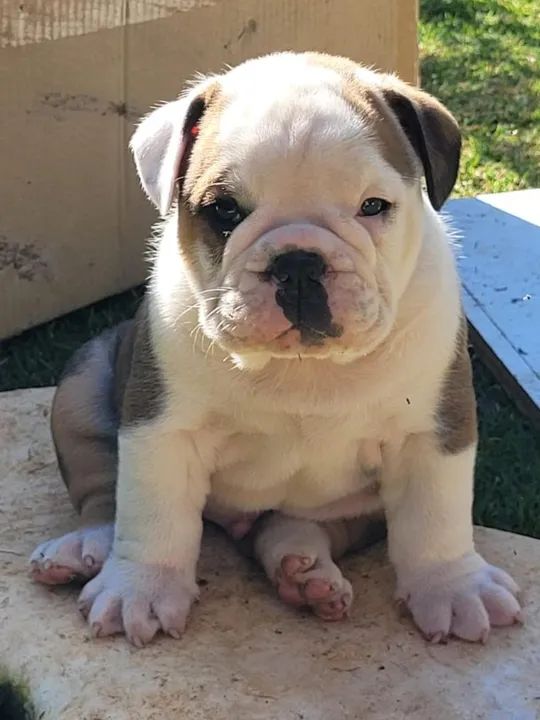 Bulldog Inglês branco/malhado/vermelho/red brindle, com garantias genéticas e suporte vet!