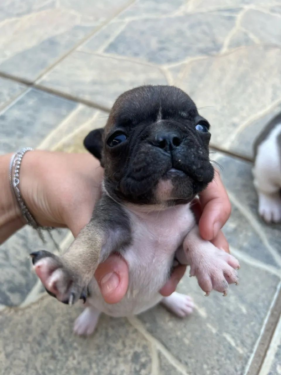 Filhote de Bulldog Francês