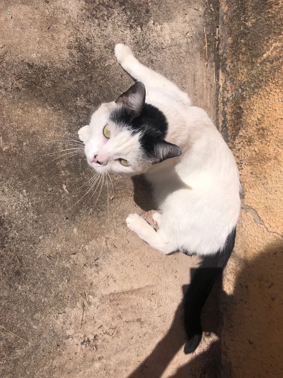 Gatinha fêmea para adoção 