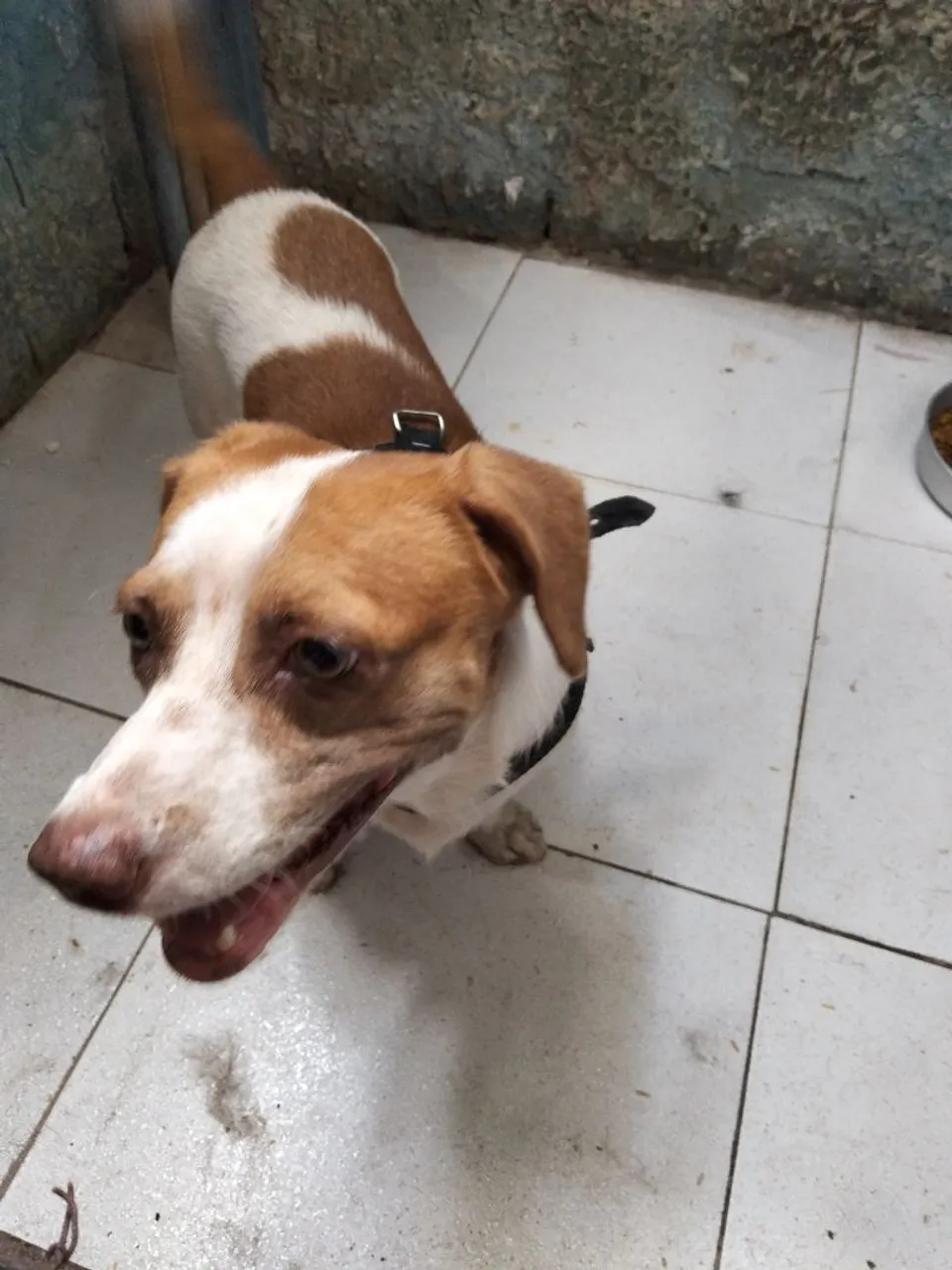Cãozinho Jack Russell Terrier para adoção