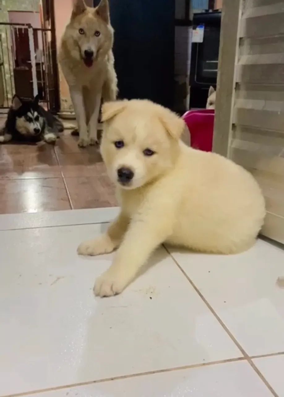 Filhotes de husky siberiano fêmeas  - Foto 2