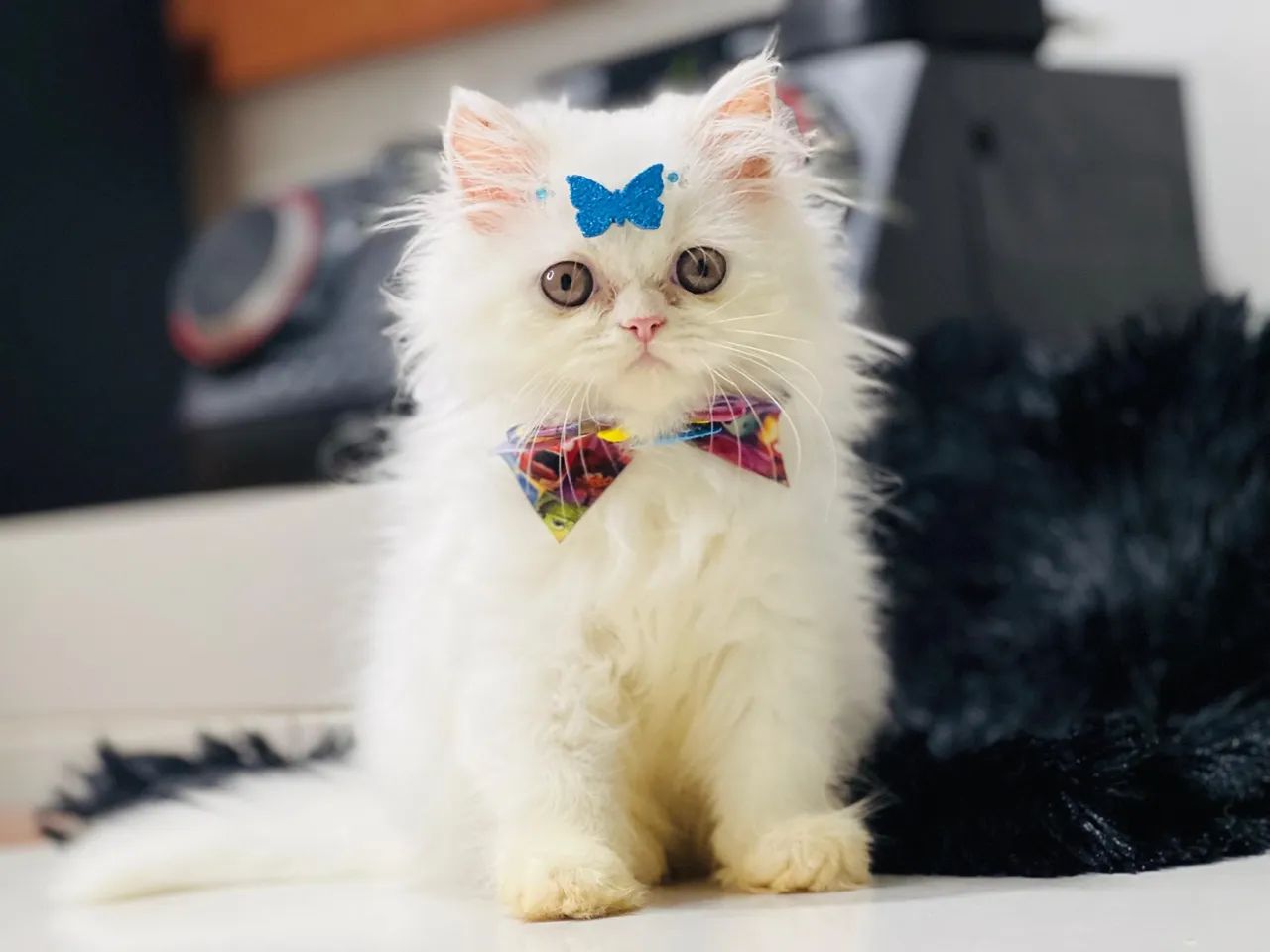 Gatinho Persa Branco - Lindíssimo! - Foto 3