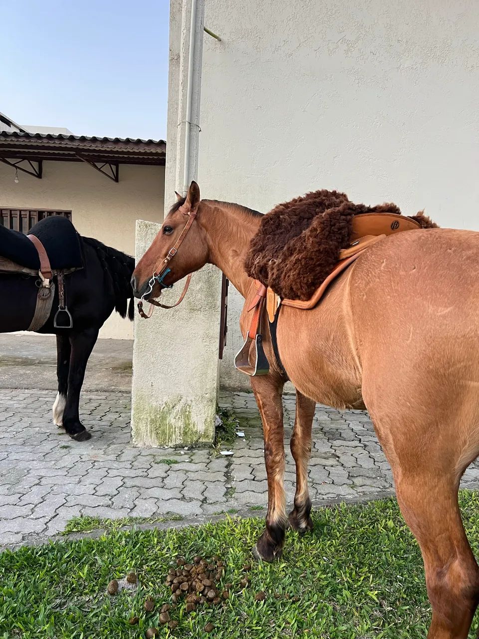 Vendo cavalo gateado - Foto 3