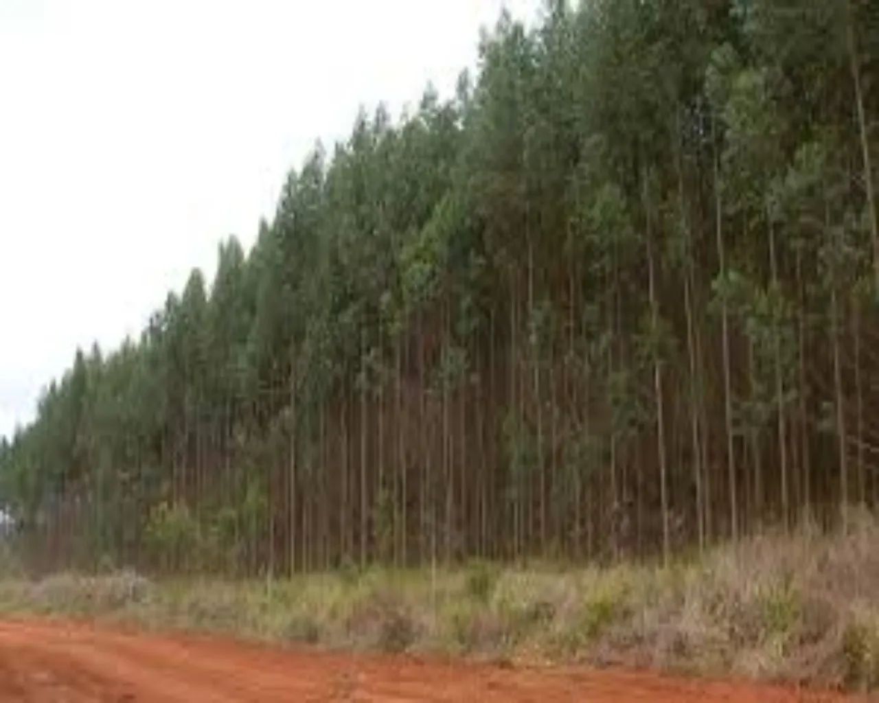 FAZENDA DE EUCALIPTOS - AIURUOCA - MG - Foto 2