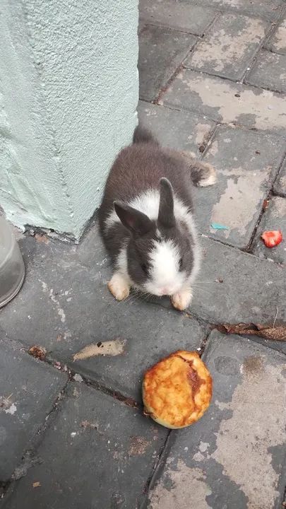 Mini coelho  - Foto 6