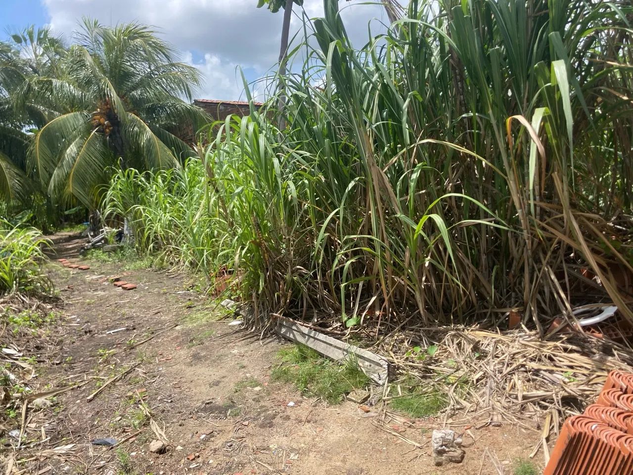 "Oportunidade Imperdível: Terreno à Venda na Granja do Lisboa por R$ 100.000!" - Foto 5