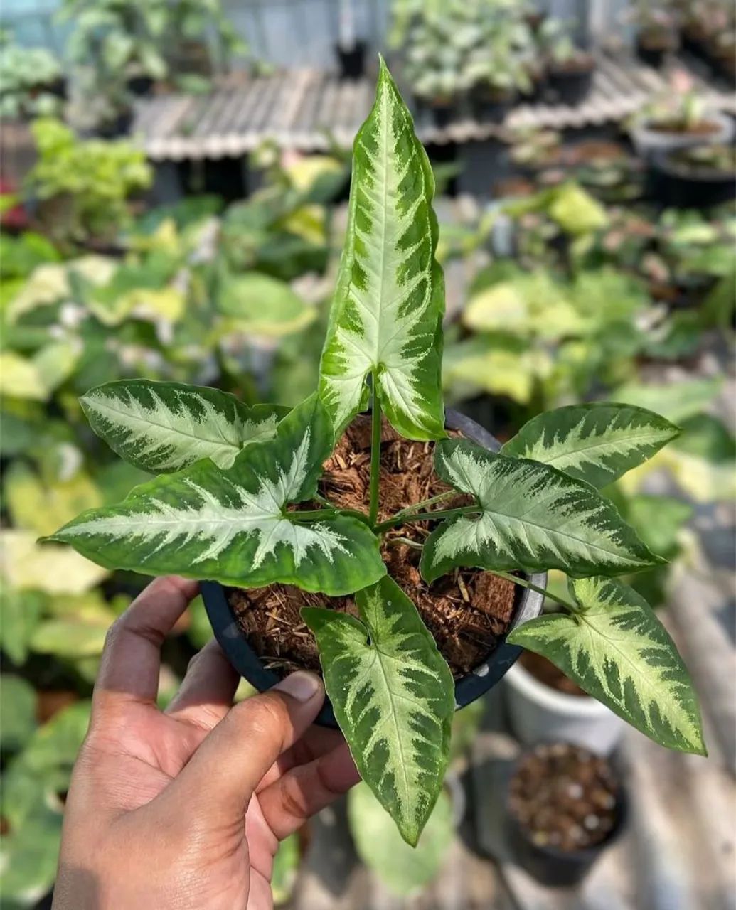 Syngonium veludo, Folhagens e Plantas ornamentais  - Foto 3